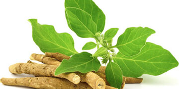 8 Benefits of Ashwagandha & Key Nutritional Highlights