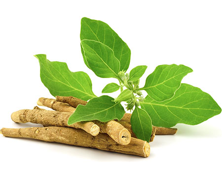 The Benefits of Ashwagandha Its Nutritional Value